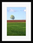 Lone Tree Blowing in Wind Near Sussex, New Brunswick, Canada. by Anonymous