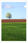 Lone Tree Blowing in Wind Near Sussex, New Brunswick, Canada. by Anonymous