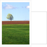 Lone Tree Blowing in Wind Near Sussex, New Brunswick, Canada. by Anonymous