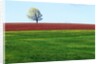 Lone Tree in Spring Field Near Sussex, New Brunswick, Canada. by Anonymous