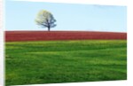 Lone Tree in Spring Field Near Sussex, New Brunswick, Canada. by Anonymous