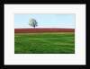 Lone Tree in Spring Field Near Sussex, New Brunswick, Canada. by Anonymous