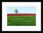 Lone Tree in Spring Field Near Sussex, New Brunswick, Canada. by Anonymous