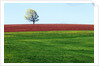 Lone Tree in Spring Field Near Sussex, New Brunswick, Canada. by Anonymous