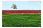 Lone Tree in Spring Field Near Sussex, New Brunswick, Canada. by Anonymous
