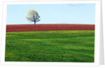 Lone Tree in Spring Field Near Sussex, New Brunswick, Canada. by Anonymous