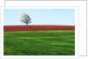 Lone Tree in Spring Field Near Sussex, New Brunswick, Canada. by Anonymous