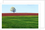 Lone Tree in Spring Field Near Sussex, New Brunswick, Canada. by Anonymous