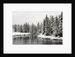 Fresh, Heavy, Wet Snow on Trees Along Banks of Junction Creek, Lively, Ontario, Canada. by Anonymous