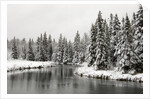 Fresh, Heavy, Wet Snow on Trees Along Banks of Junction Creek, Lively, Ontario, Canada. by Anonymous