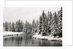Fresh, Heavy, Wet Snow on Trees Along Banks of Junction Creek, Lively, Ontario, Canada. by Anonymous