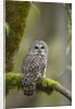 Barred Owl Perched on Mossy Branch, Victoria, Vancouver Island, British Columbia, Canada. by Anonymous
