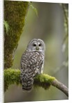 Barred Owl Perched on Mossy Branch, Victoria, Vancouver Island, British Columbia, Canada. by Anonymous