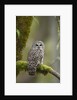 Barred Owl Perched on Mossy Branch, Victoria, Vancouver Island, British Columbia, Canada. by Anonymous