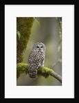 Barred Owl Perched on Mossy Branch, Victoria, Vancouver Island, British Columbia, Canada. by Anonymous