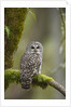 Barred Owl Perched on Mossy Branch, Victoria, Vancouver Island, British Columbia, Canada. by Anonymous