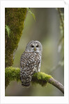 Barred Owl Perched on Mossy Branch, Victoria, Vancouver Island, British Columbia, Canada. by Anonymous