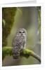 Barred Owl Perched on Mossy Branch, Victoria, Vancouver Island, British Columbia, Canada. by Anonymous