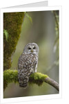 Barred Owl Perched on Mossy Branch, Victoria, Vancouver Island, British Columbia, Canada. by Anonymous