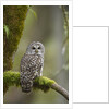 Barred Owl Perched on Mossy Branch, Victoria, Vancouver Island, British Columbia, Canada. by Anonymous