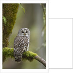 Barred Owl Perched on Mossy Branch, Victoria, Vancouver Island, British Columbia, Canada. by Anonymous