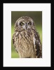 Short-eared Owl, British Columbia, Canada. by Anonymous