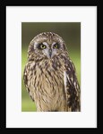 Short-eared Owl, British Columbia, Canada. by Anonymous