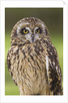 Short-eared Owl, British Columbia, Canada. by Anonymous