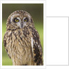 Short-eared Owl, British Columbia, Canada. by Anonymous