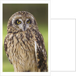 Short-eared Owl, British Columbia, Canada. by Anonymous