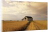 Old Barn in Maturing Spring Wheat Field, Tiger Hills, Manitoba, Canada. by Anonymous