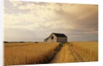 Old Barn in Maturing Spring Wheat Field, Tiger Hills, Manitoba, Canada. by Anonymous