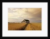 Old Barn in Maturing Spring Wheat Field, Tiger Hills, Manitoba, Canada. by Anonymous