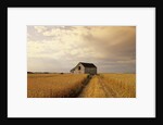 Old Barn in Maturing Spring Wheat Field, Tiger Hills, Manitoba, Canada. by Anonymous