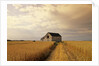 Old Barn in Maturing Spring Wheat Field, Tiger Hills, Manitoba, Canada. by Anonymous
