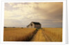 Old Barn in Maturing Spring Wheat Field, Tiger Hills, Manitoba, Canada. by Anonymous