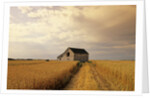 Old Barn in Maturing Spring Wheat Field, Tiger Hills, Manitoba, Canada. by Anonymous