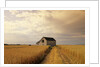 Old Barn in Maturing Spring Wheat Field, Tiger Hills, Manitoba, Canada. by Anonymous