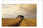 Old Barn in Maturing Spring Wheat Field, Tiger Hills, Manitoba, Canada. by Anonymous
