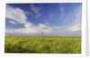 Active Prairie Sky and Farm Fenceline West of Calgary, Alberta, Canada. by Anonymous