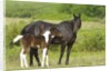Horses (Equus Caballus) Female with Paint Foal, Ranch, Southwest Alberta, Canada. by Anonymous