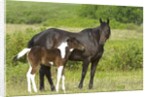 Horses (Equus Caballus) Female with Paint Foal, Ranch, Southwest Alberta, Canada. by Anonymous