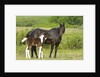 Horses (Equus Caballus) Female with Paint Foal, Ranch, Southwest Alberta, Canada. by Anonymous