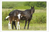 Horses (Equus Caballus) Female with Paint Foal, Ranch, Southwest Alberta, Canada. by Anonymous