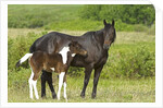 Horses (Equus Caballus) Female with Paint Foal, Ranch, Southwest Alberta, Canada. by Anonymous
