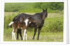 Horses (Equus Caballus) Female with Paint Foal, Ranch, Southwest Alberta, Canada. by Anonymous