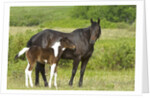 Horses (Equus Caballus) Female with Paint Foal, Ranch, Southwest Alberta, Canada. by Anonymous