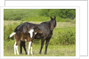 Horses (Equus Caballus) Female with Paint Foal, Ranch, Southwest Alberta, Canada. by Anonymous