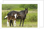 Horses (Equus Caballus) Female with Paint Foal, Ranch, Southwest Alberta, Canada. by Anonymous