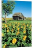 Sunflower Field, Old House, Beausejour, Manitoba, Canada. by Anonymous